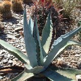 Agave chrysantha